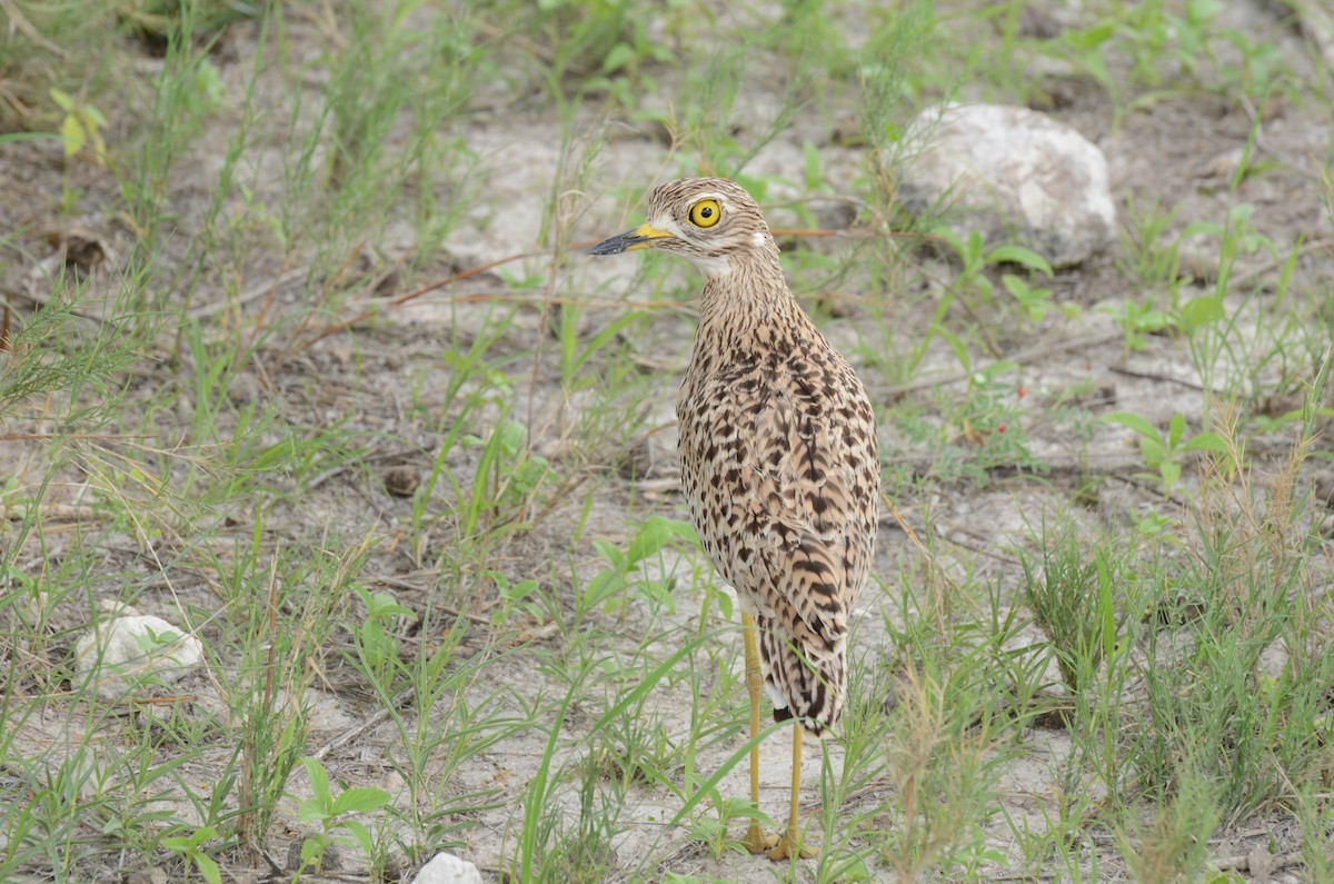Spotted Thick-knee - ML611995060