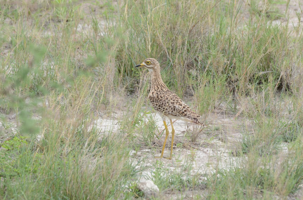 Spotted Thick-knee - ML611995061