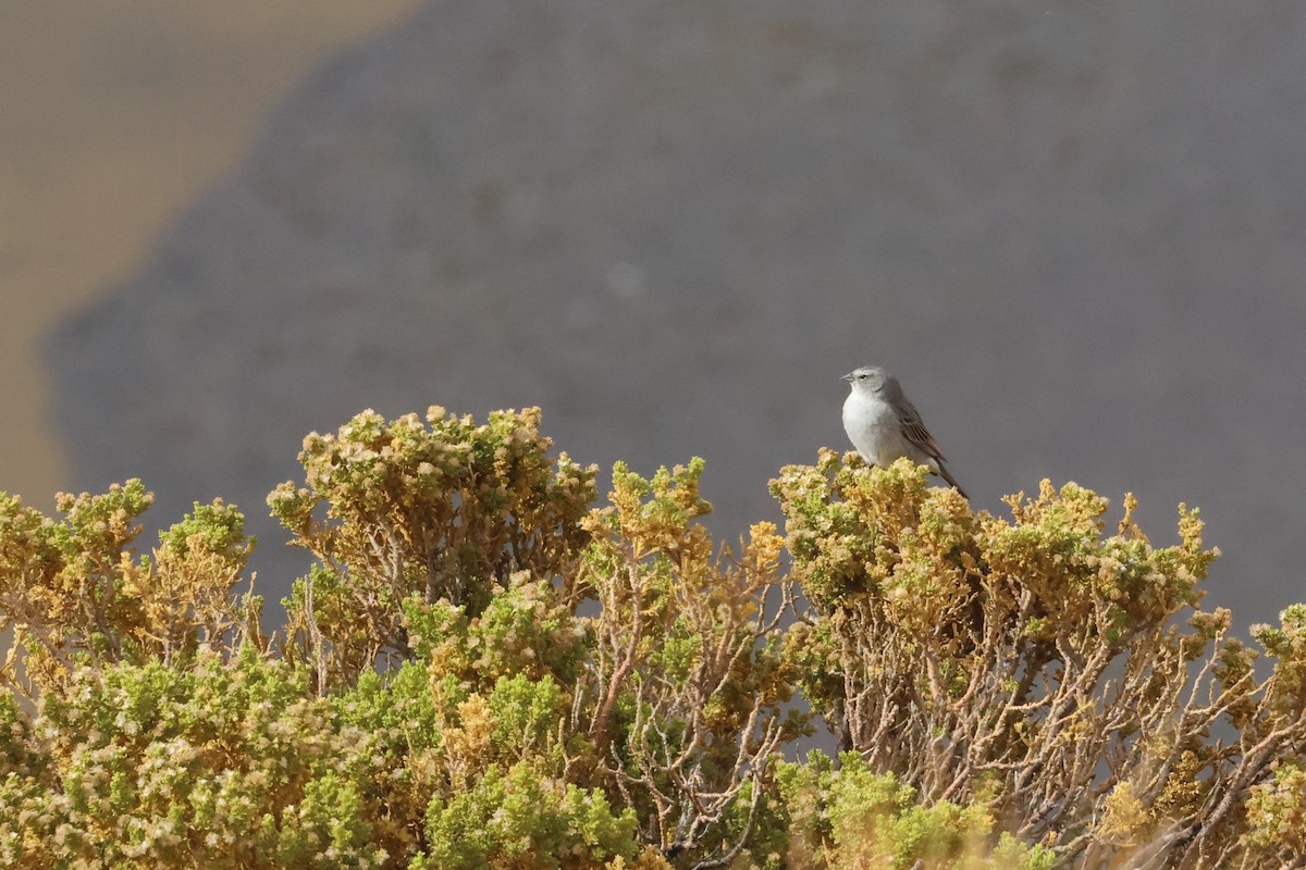 Plumbeous Sierra Finch - ML611995083