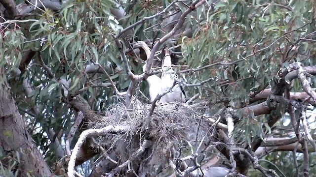 Anhinga Australiana - ML611995084