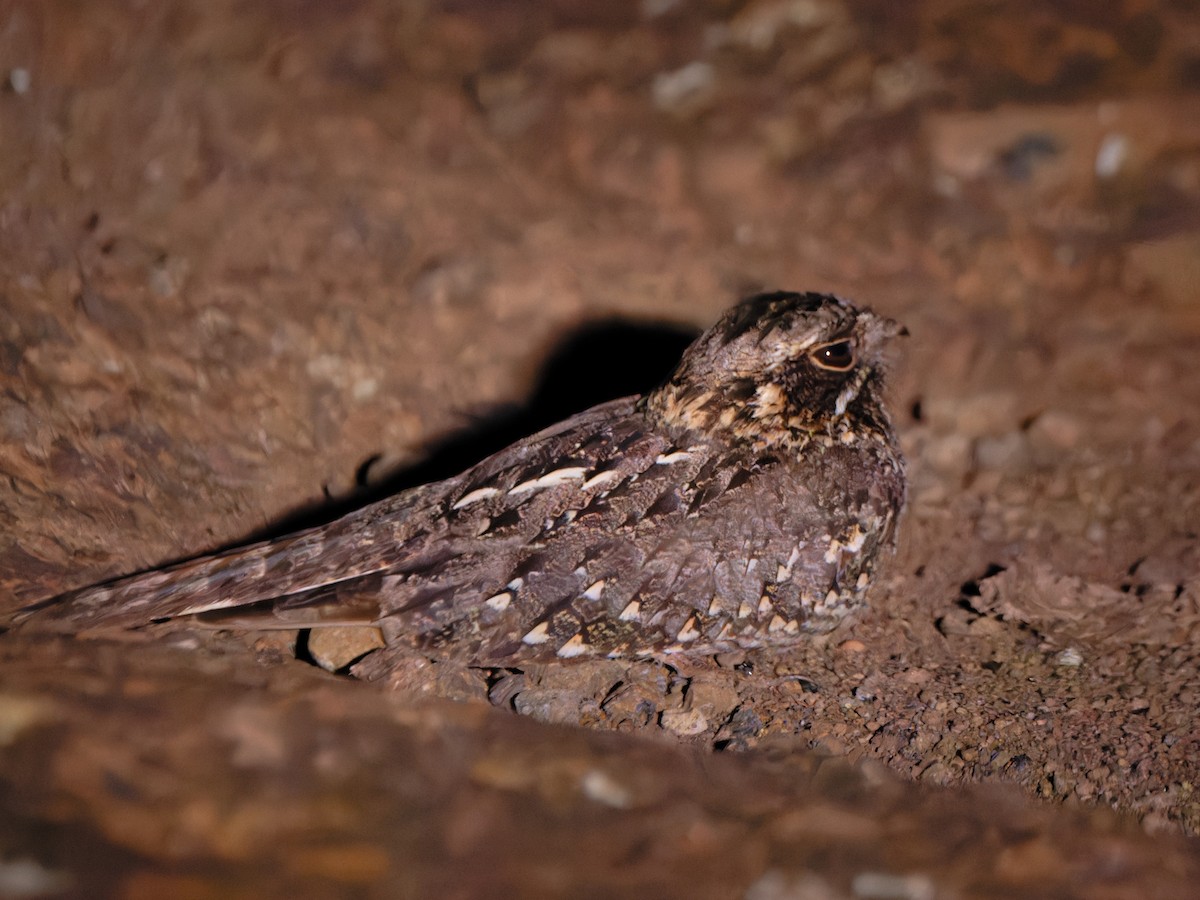 Sombre Nightjar - Alan Van Norman