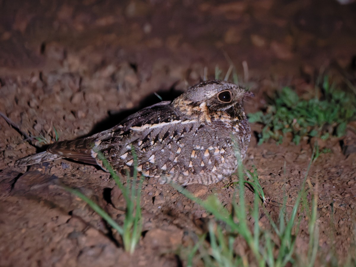 Sombre Nightjar - Alan Van Norman