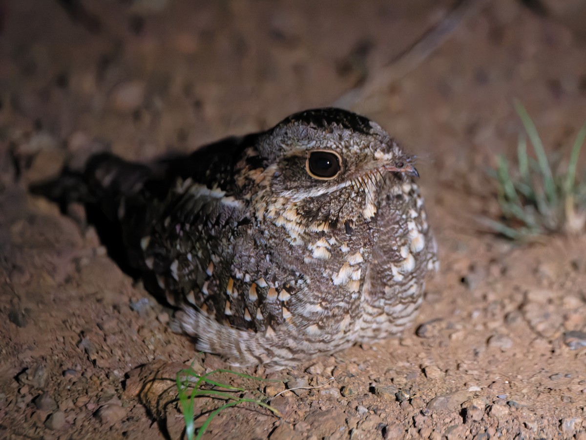 Sombre Nightjar - Alan Van Norman