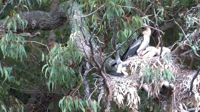 Anhinga Australiana - ML611995107