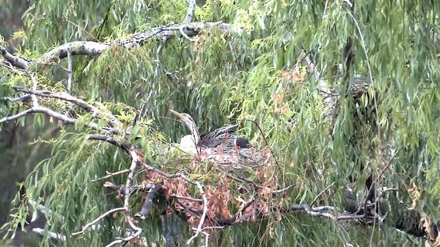 anhinga australská - ML611995113