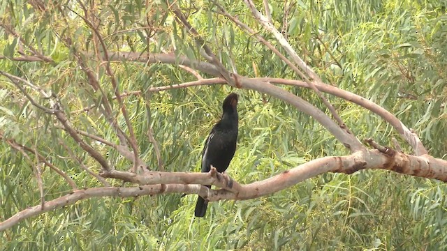 Anhinga Australiana - ML611995116