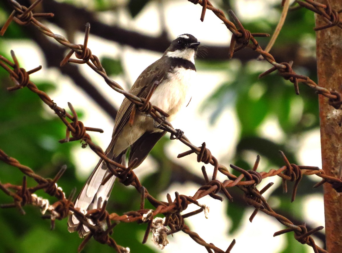 Philippine Pied-Fantail - ML611995145