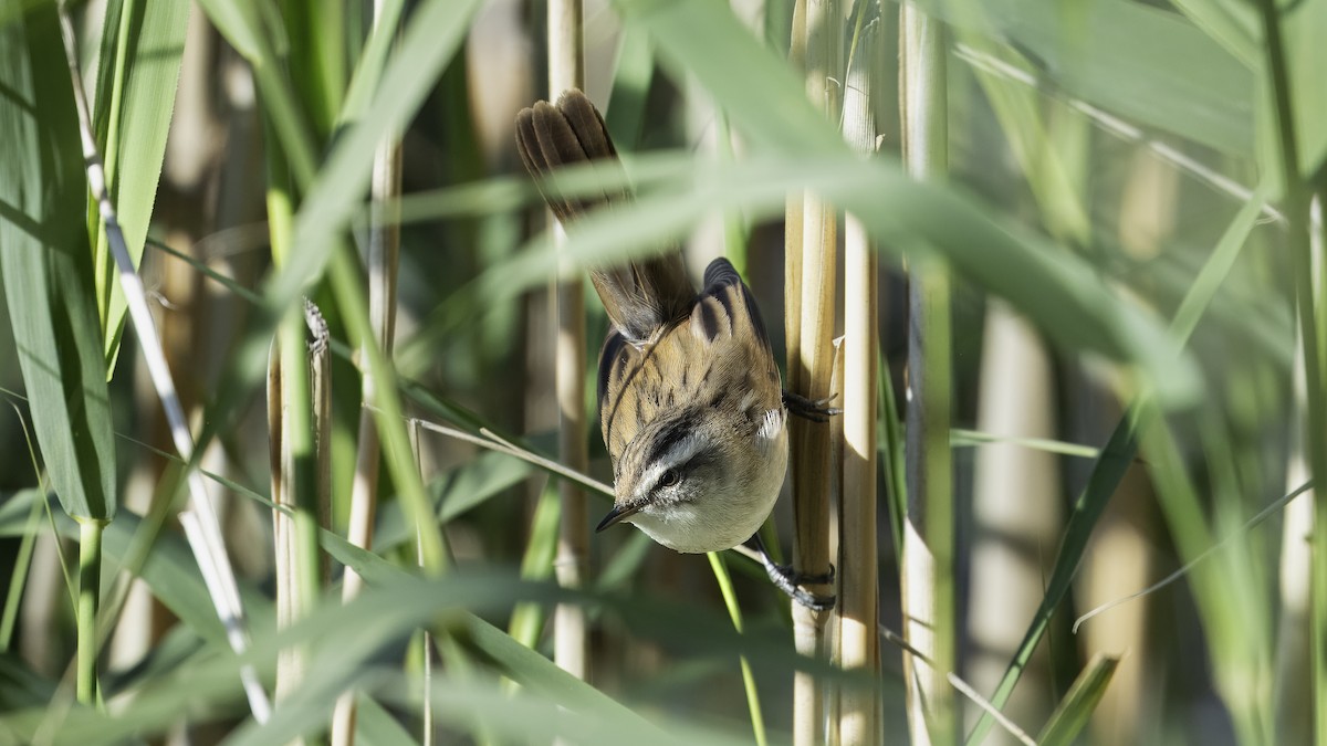 Moustached Warbler - Markus Craig