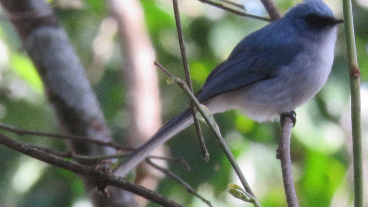 White-tailed Blue Flycatcher - Felipe Rosado Romero