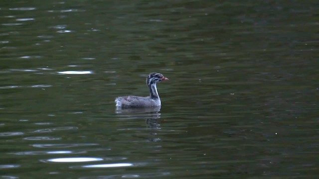 Australasian Grebe - ML611995193