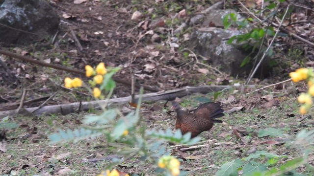 Red Spurfowl - ML611995199