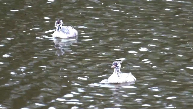 Australasian Grebe - ML611995206