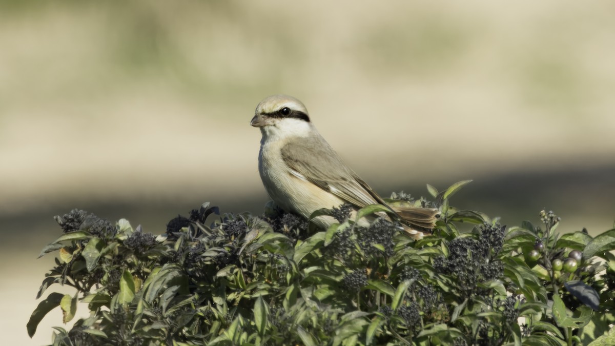 Red-tailed Shrike - ML611995221