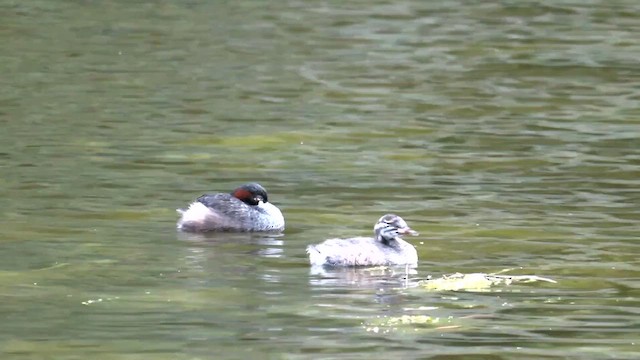 Australasian Grebe - ML611995225