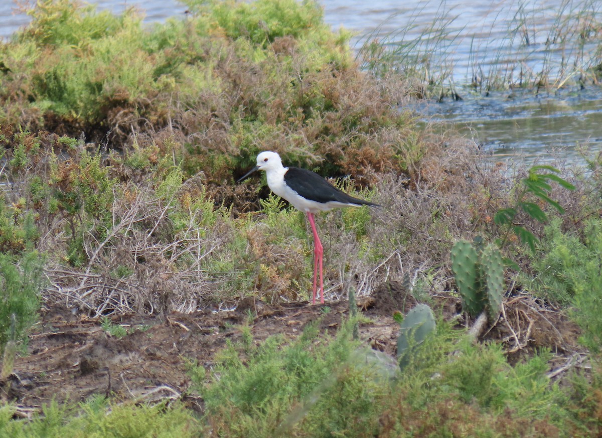 Black-winged Stilt - ML611995226