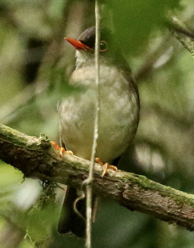 Black-headed Nightingale-Thrush - ML611995231