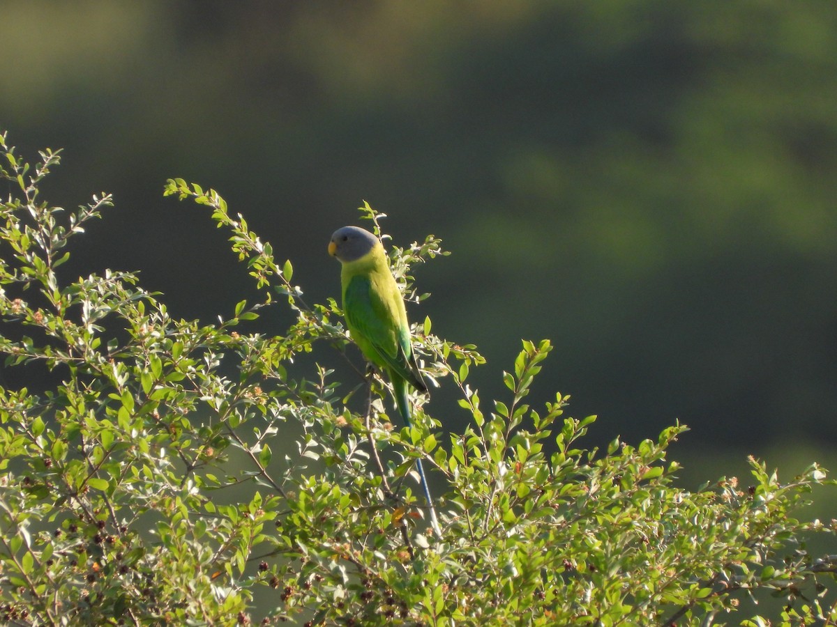 Plum-headed Parakeet - Rounak choudhary