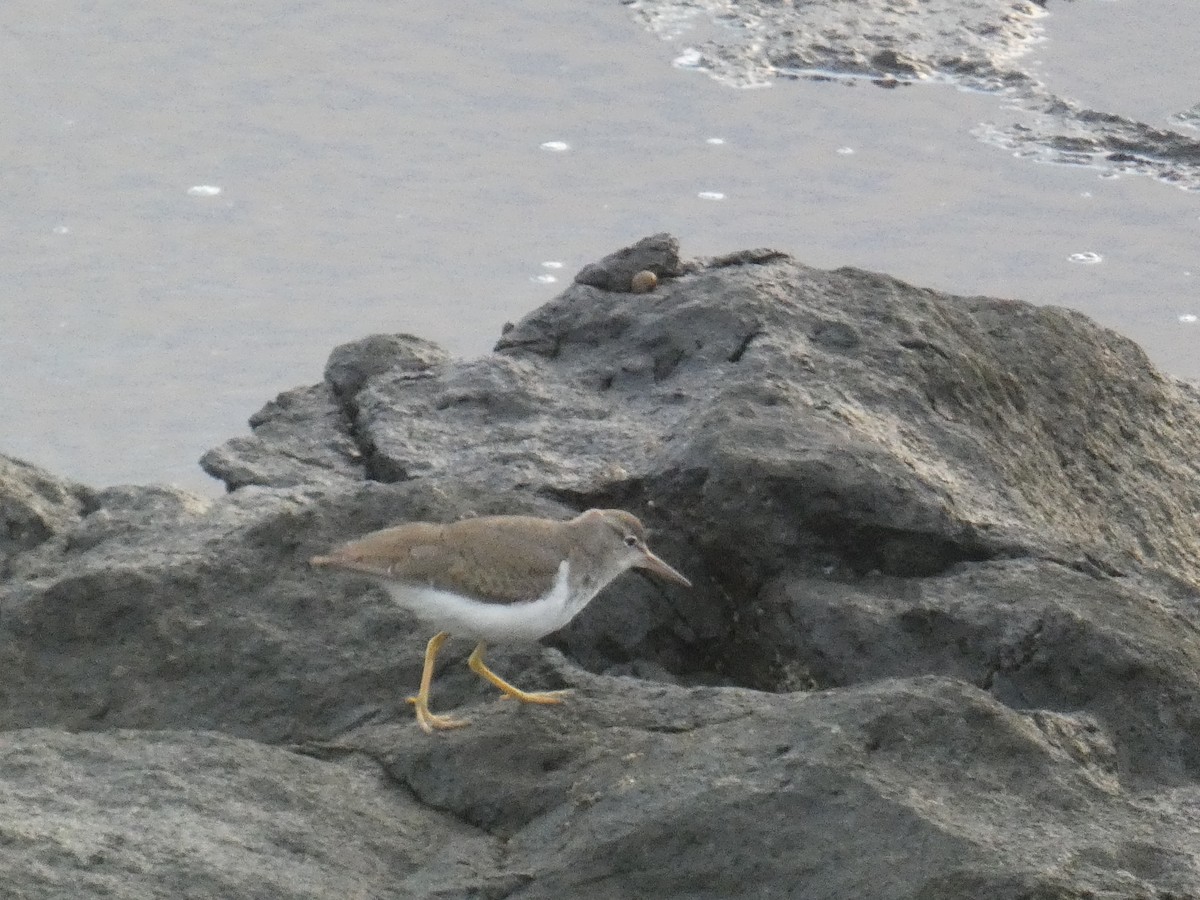 Spotted Sandpiper - Xavier Parra Cuenca