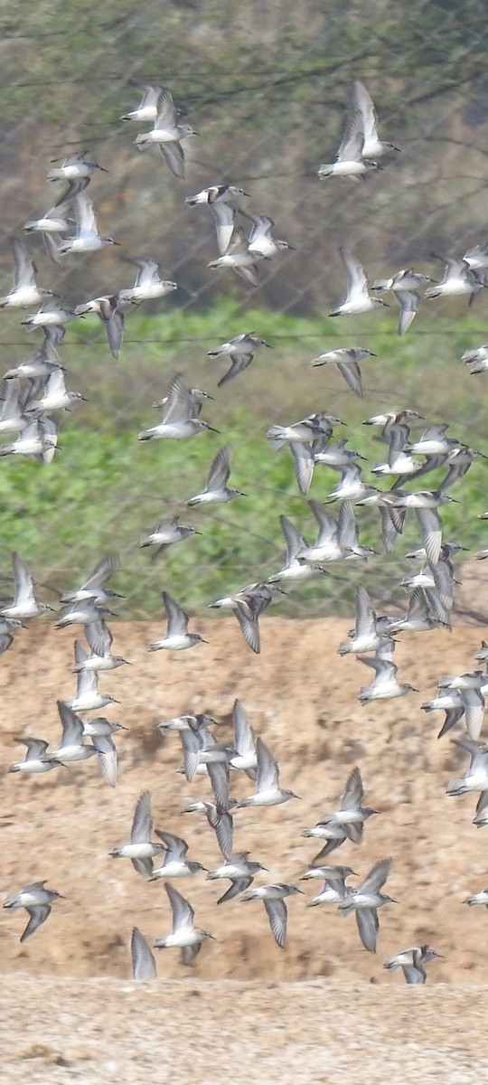 Dunlin - ML611995351