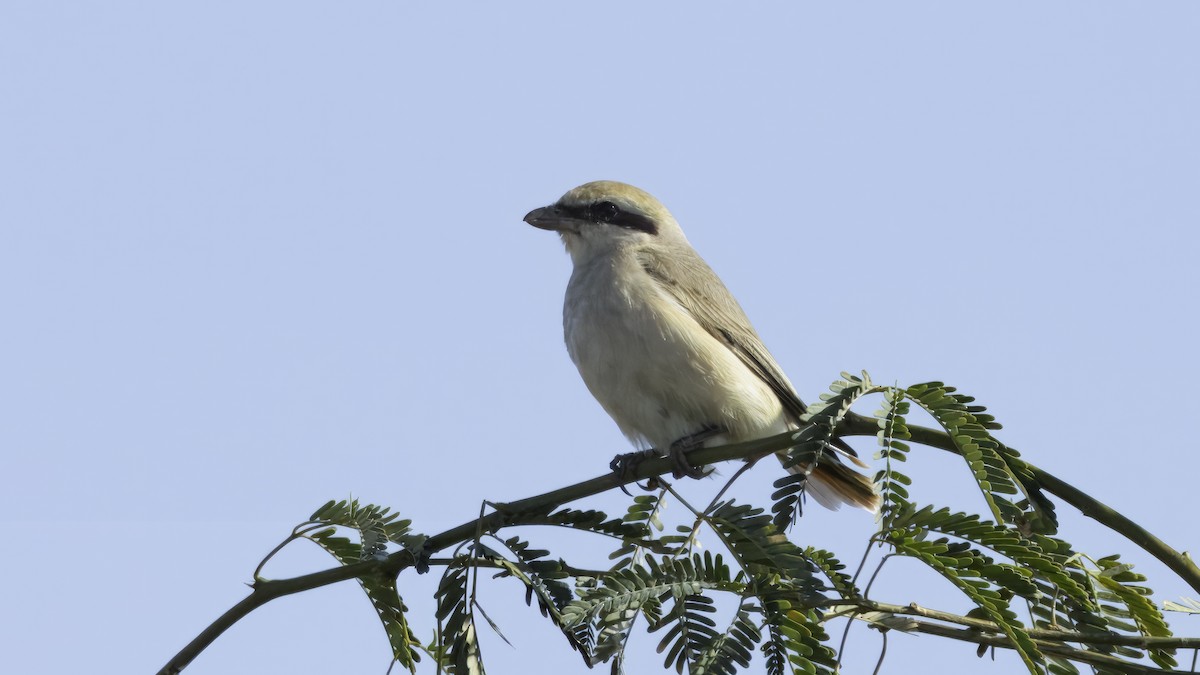 Red-tailed Shrike - Markus Craig