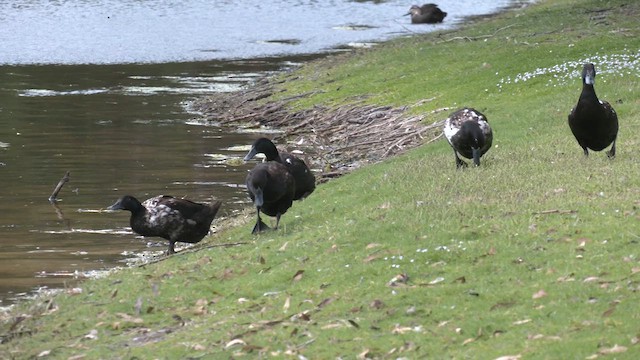 anatidé sp. (canard sp.) - ML611995412