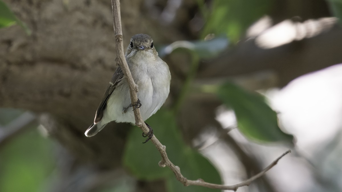 Red-breasted Flycatcher - Markus Craig