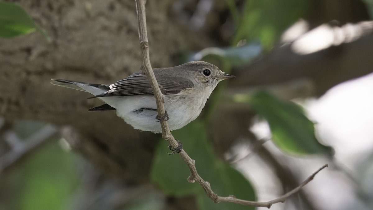 Red-breasted Flycatcher - ML611995505