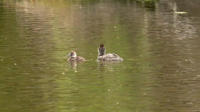 Blue-billed Duck - ML611995546