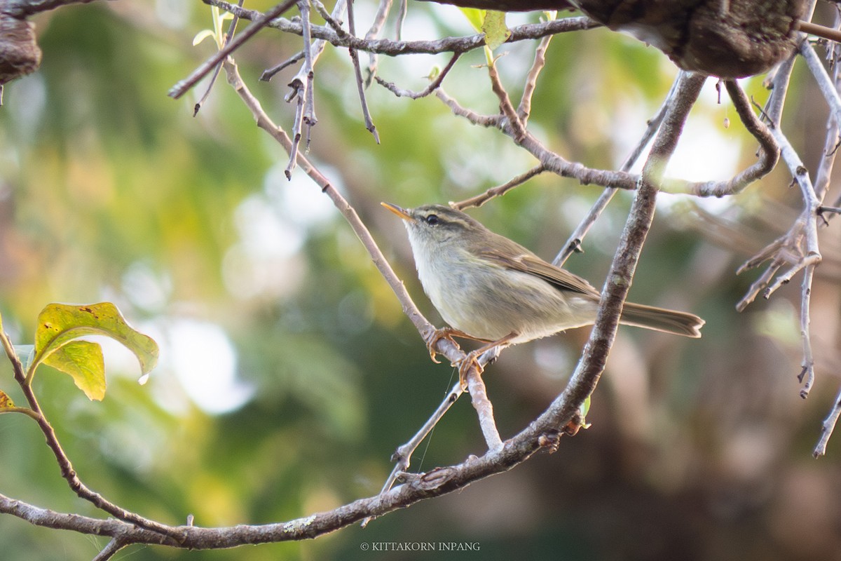 Greenish Warbler - ML611995576