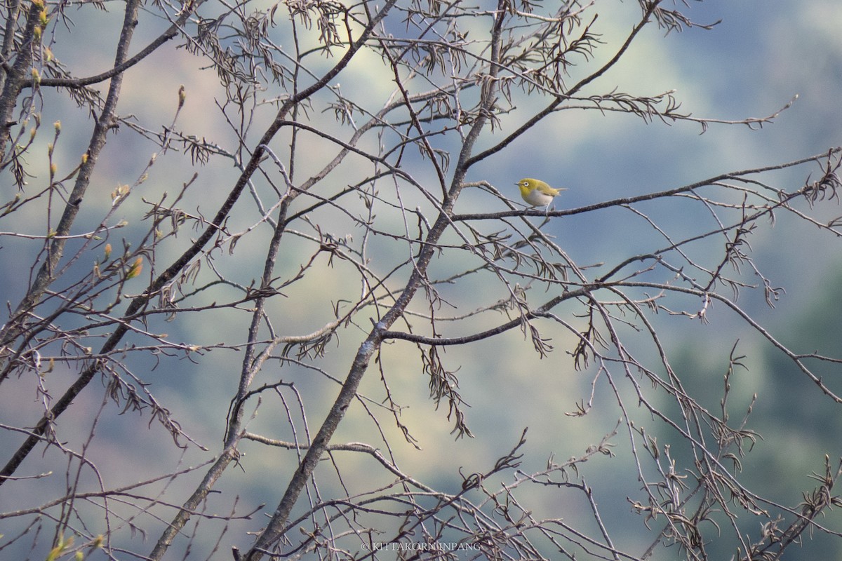 Indian White-eye - ML611995582