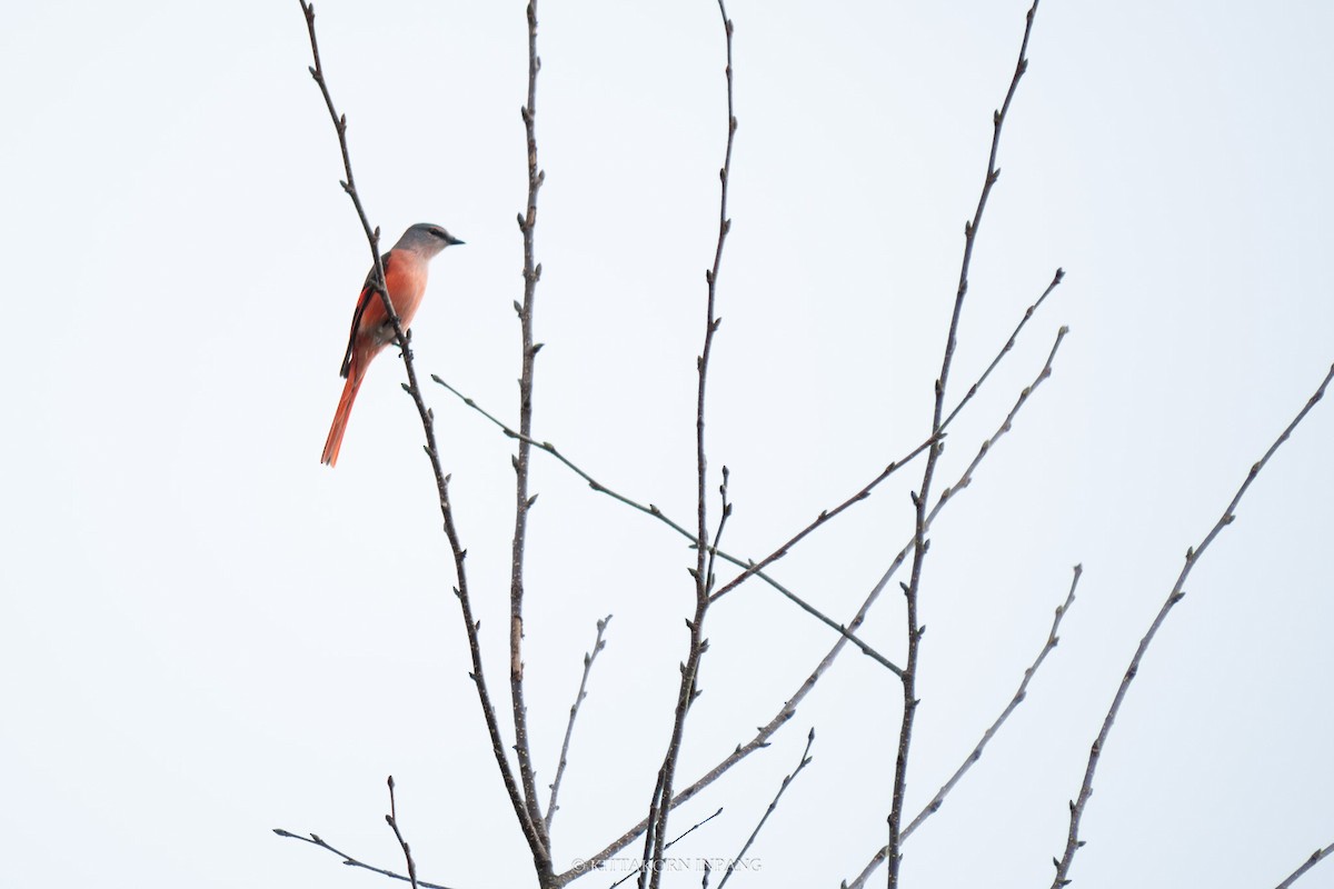 Rosy Minivet - ML611995607