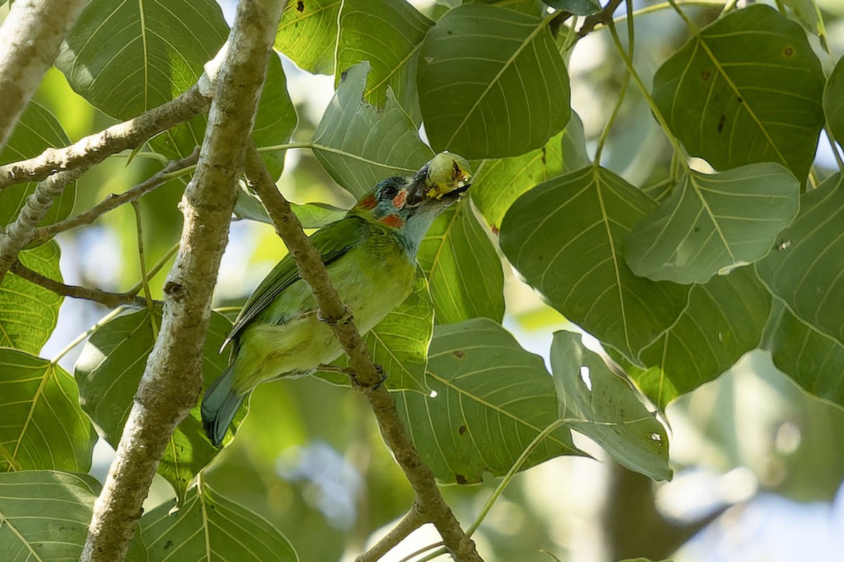 Blue-eared Barbet - ML611995629