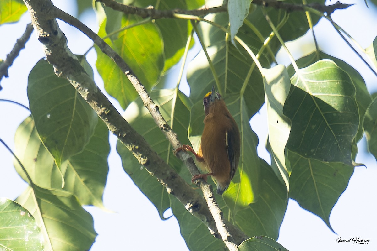 White-browed Piculet - IMRUL HASSAN