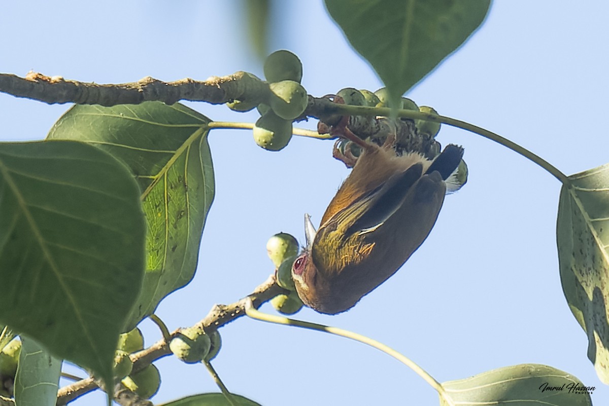 White-browed Piculet - IMRUL HASSAN