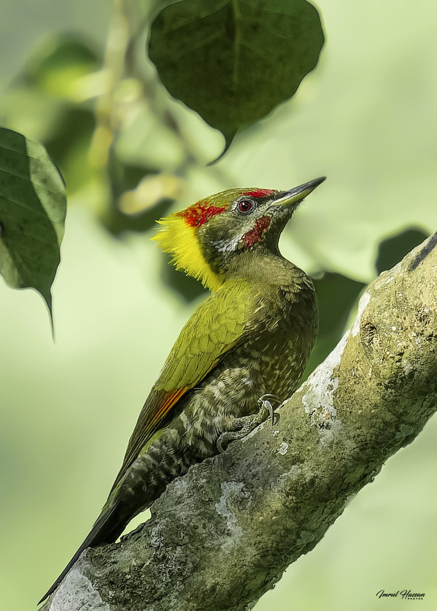 Lesser Yellownape - IMRUL HASSAN