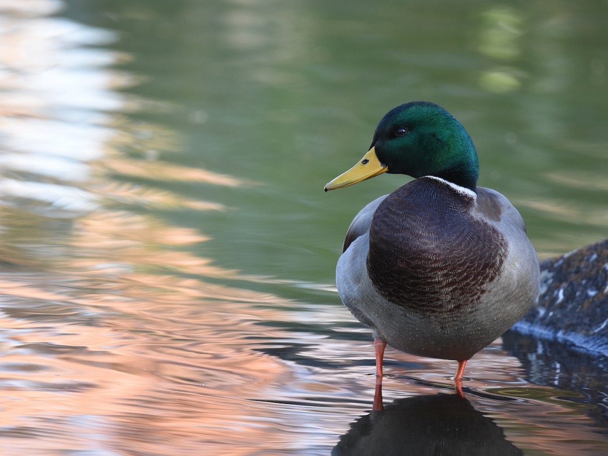 Canard colvert - ML611995647