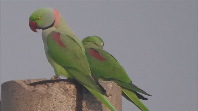 Alexandrine Parakeet - ML611995656