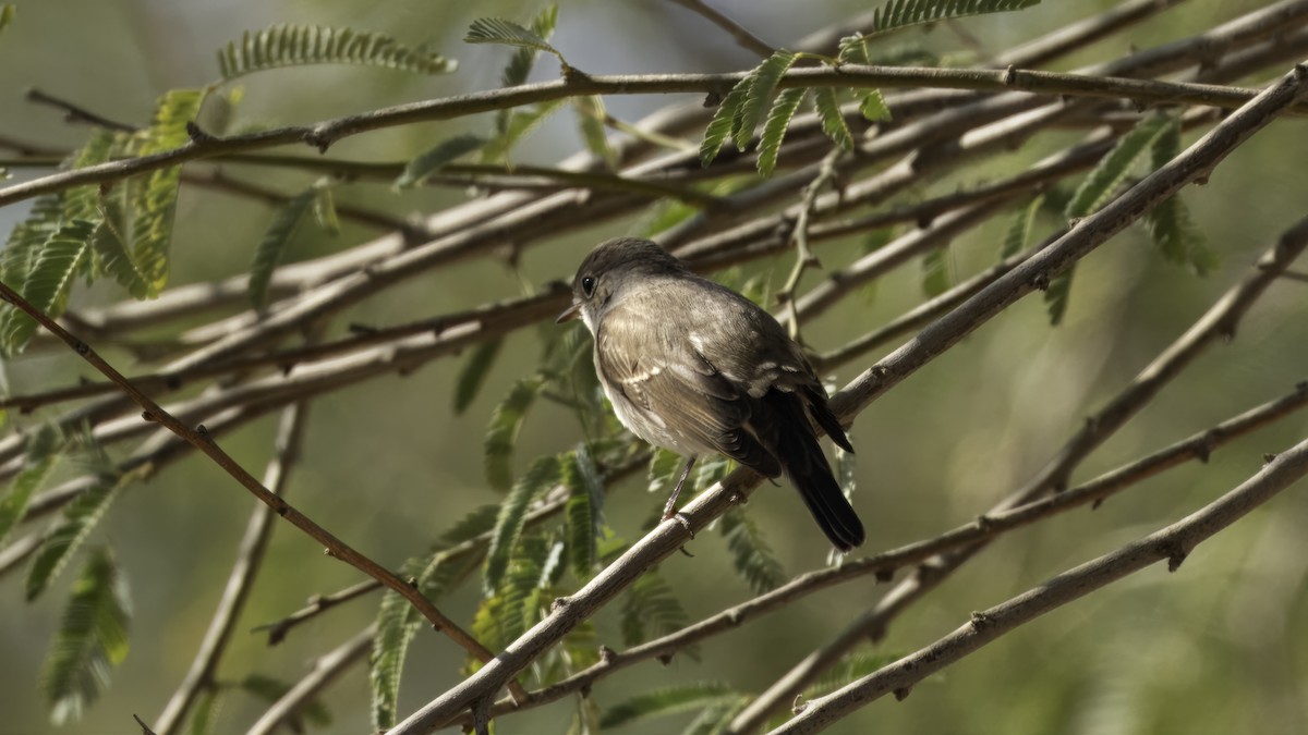 Red-breasted Flycatcher - ML611995670