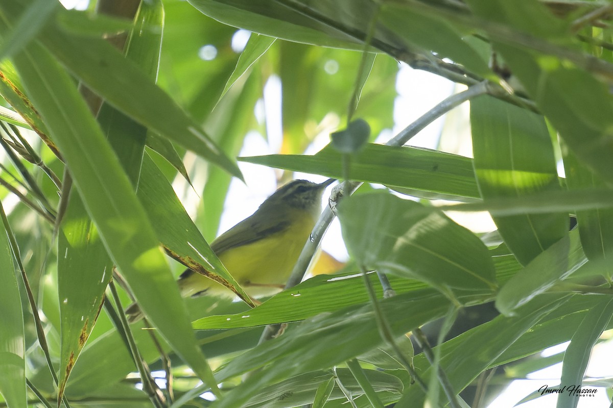 Yellow-bellied Warbler - IMRUL HASSAN
