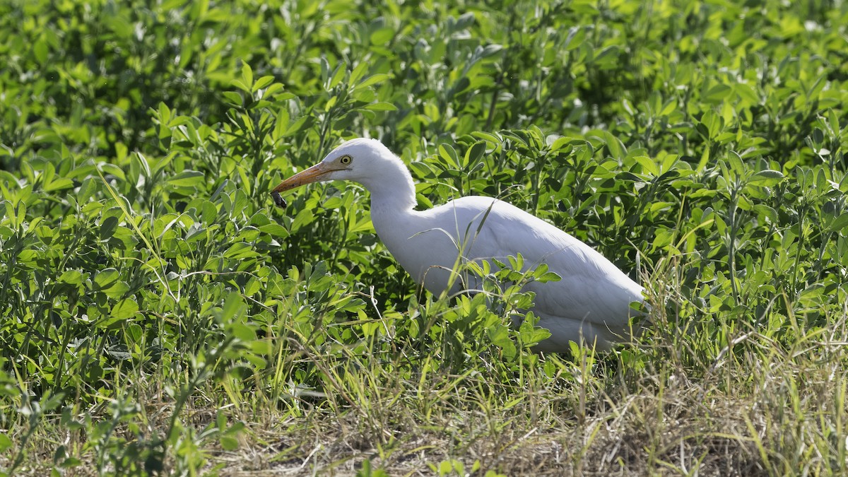 Western Cattle Egret - ML611995718