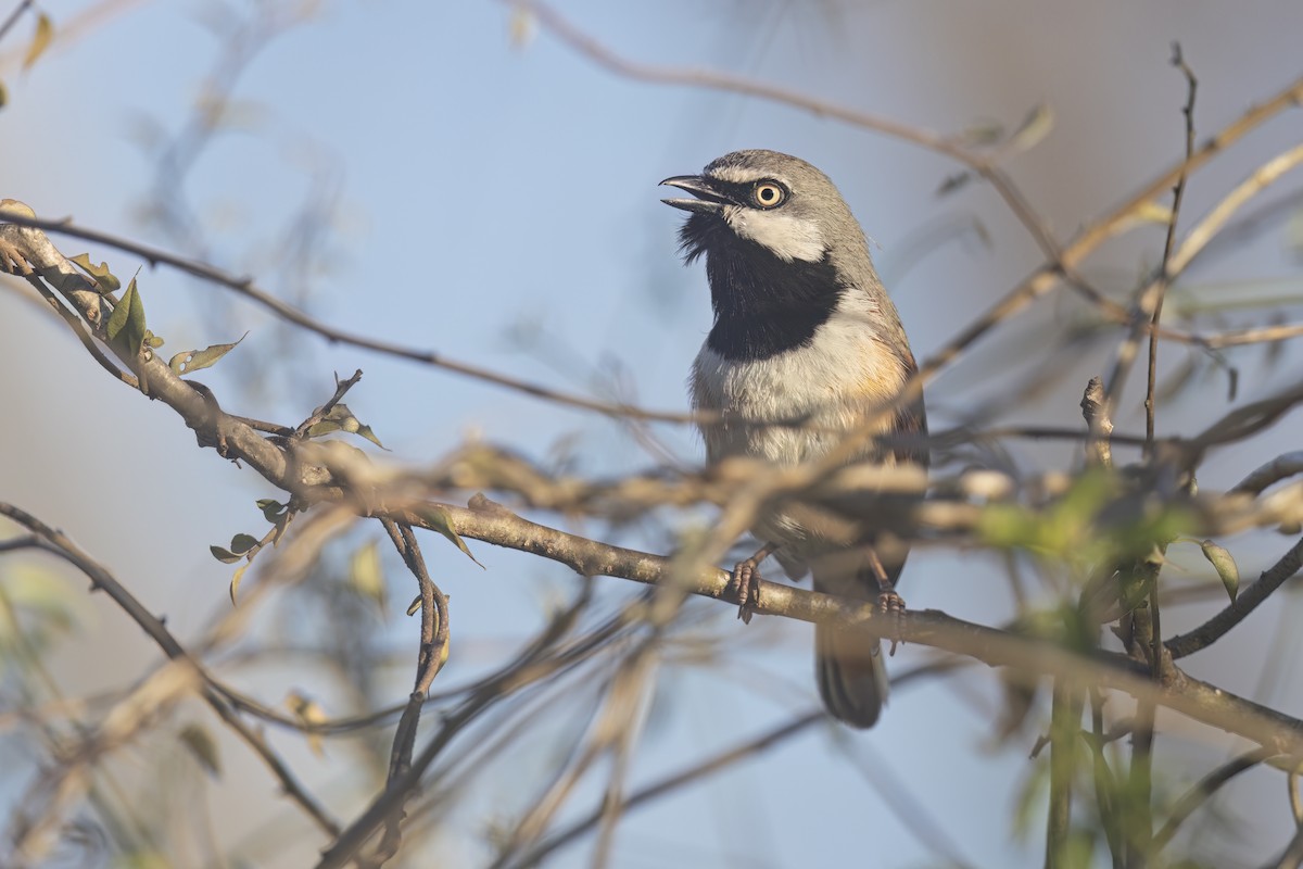 Red-shouldered Vanga - ML611995749