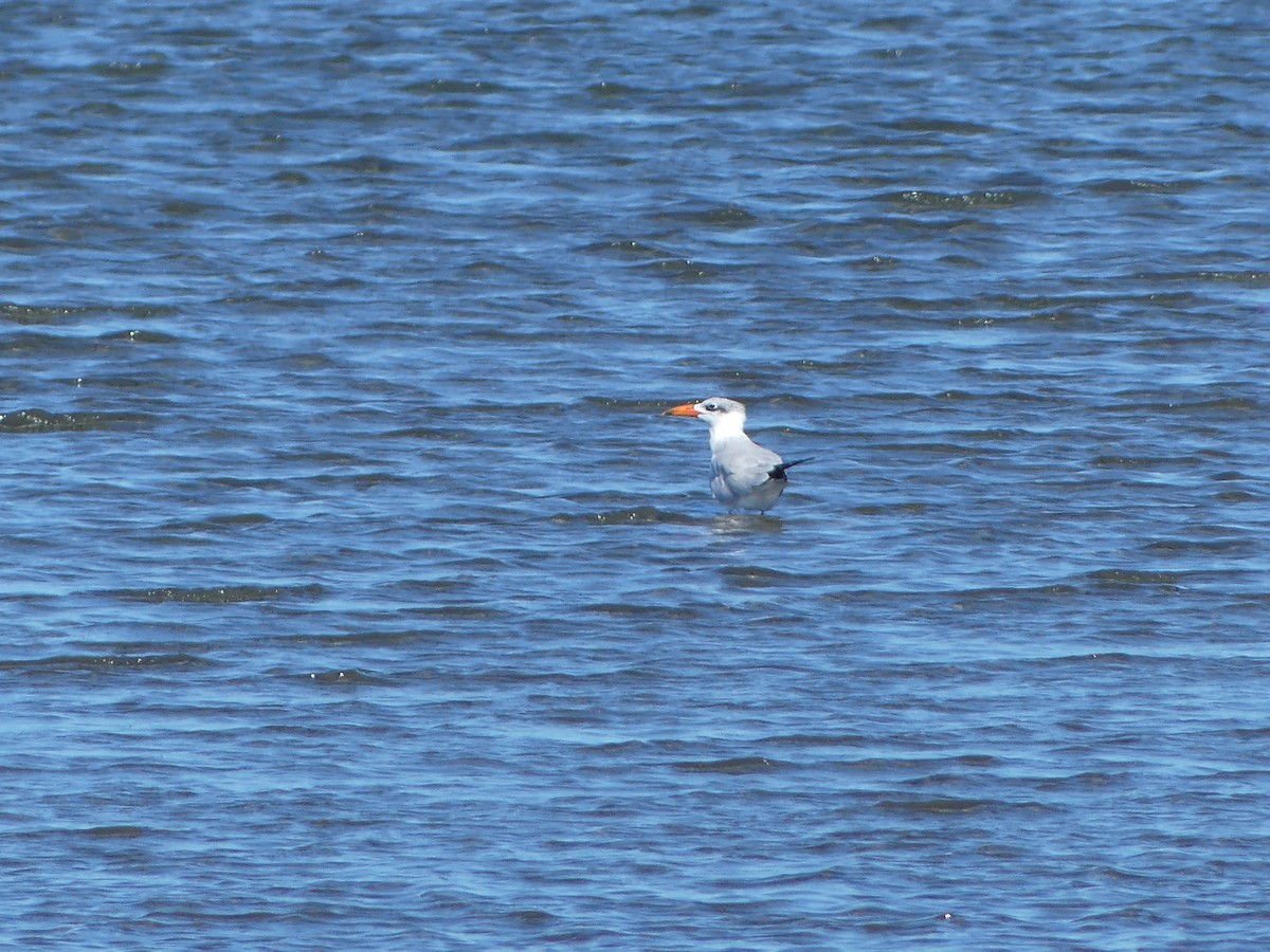 Caspian Tern - ML611995807