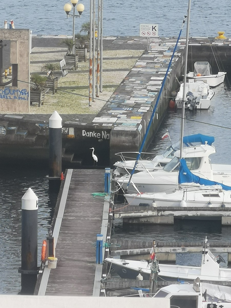 Большая белая цапля - ML611995811