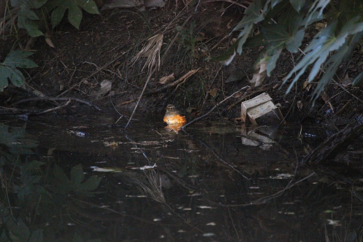 Gray-backed Thrush - ML611995855