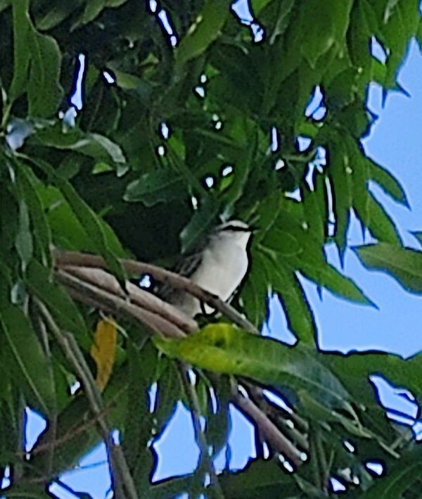 Tropical Mockingbird - ML611995856