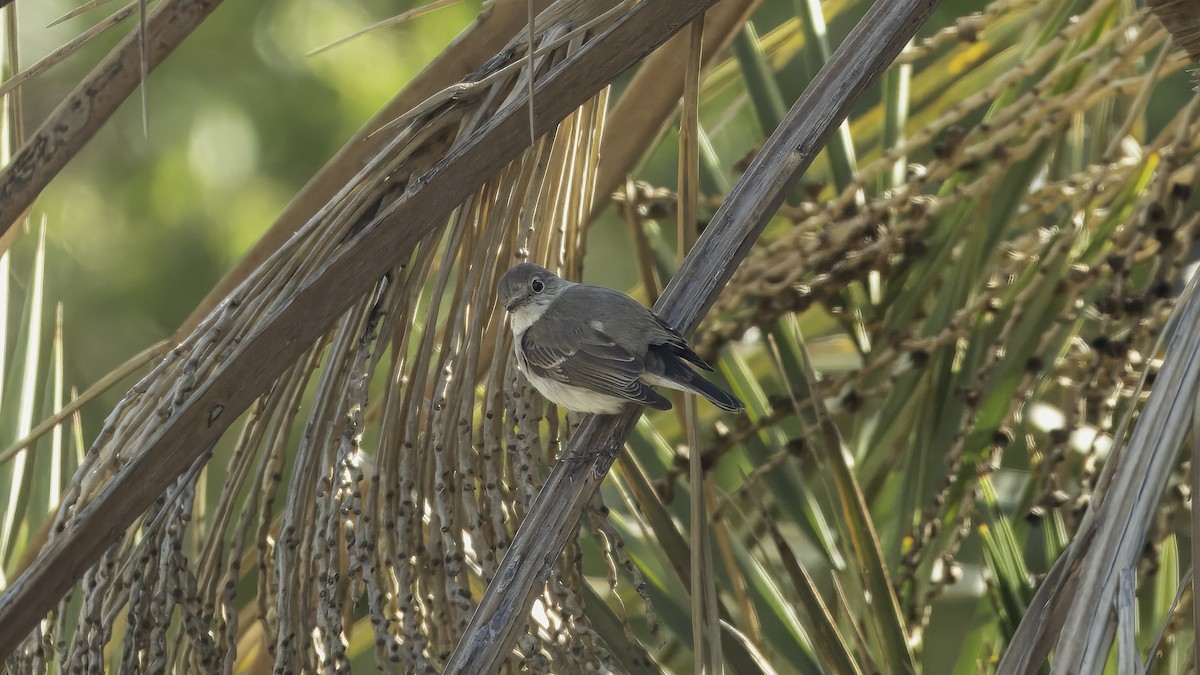 Red-breasted Flycatcher - ML611995875