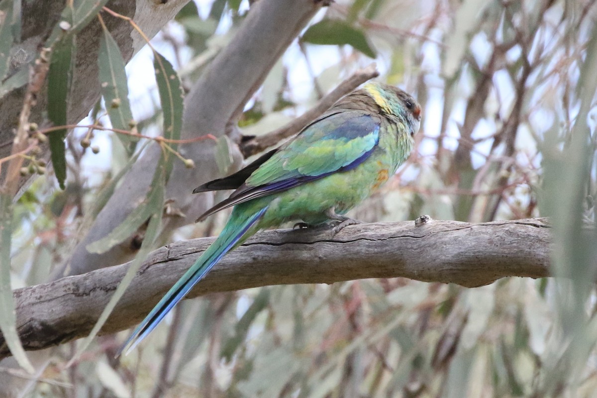 Australian Ringneck (Mallee) - Chris Chapman