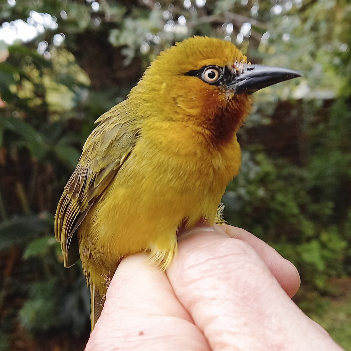 Spectacled Weaver (Black-throated) - Derek Engelbrecht