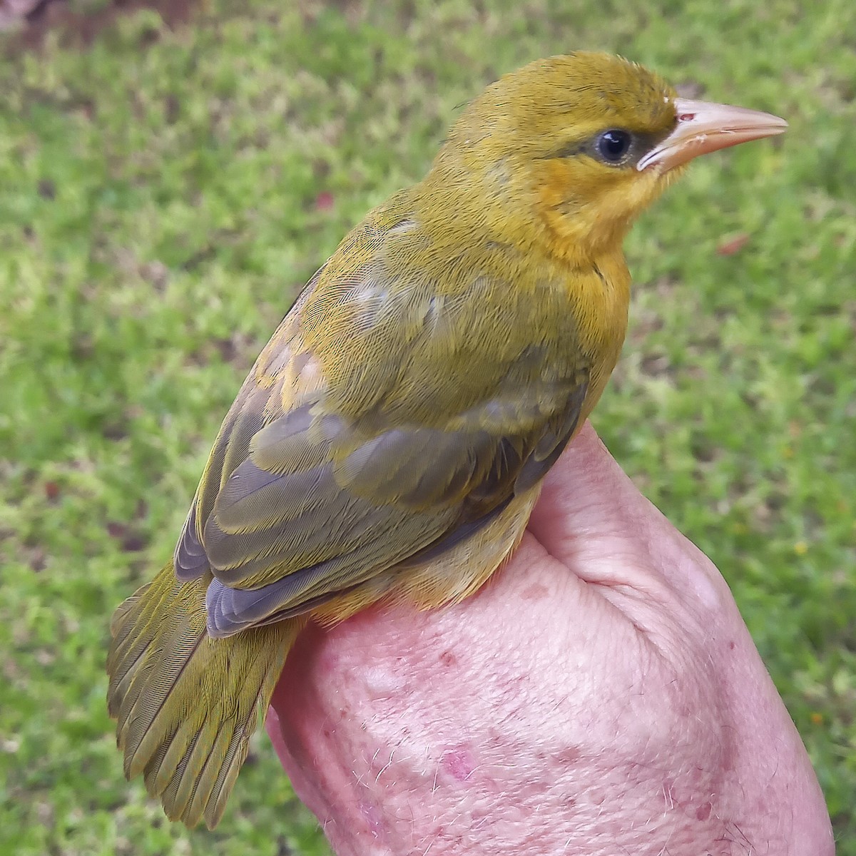 Spectacled Weaver (Black-throated) - ML611995974