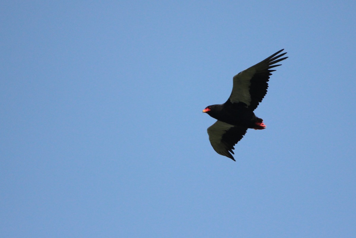 Bateleur des savanes - ML611995981